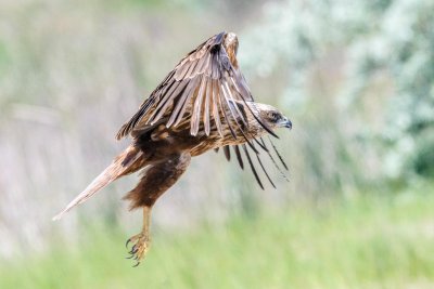 Marsch Harrier - Busard des roseaux