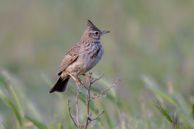 Crested Lark - Cochevis huppé