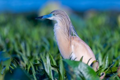 Squacco Heron - Crabier chevelu