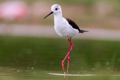 Black winged Stilt - Echasse blanche
