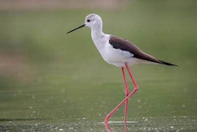 Black winged Stilt - Echasse blanche