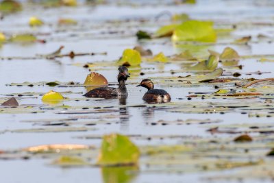Black necked Grebe - Grèbe à cou noir