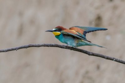 Bee-Eater - Guêpier d'Europe
