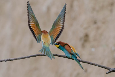 Bee-Eater - Guêpier d'Europe
