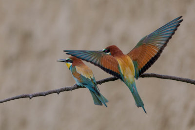 Bee-Eater - Guêpier d'Europe