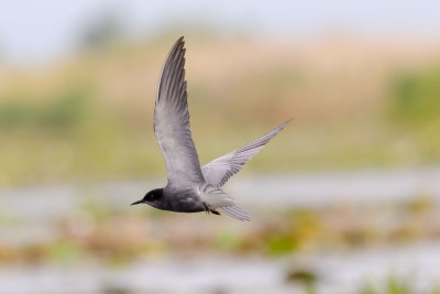 Black Tern - Guifette noire