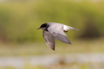 Black Tern - Guifette noire
