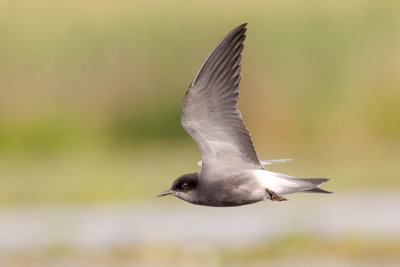 Black Tern - Guifette noire