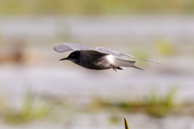 Black Tern - Guifette noire