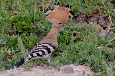 Hoopoe - Huppe fasciée