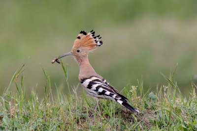 Hoopoe - Huppe fasciée