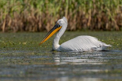 Dalmatian Pelican - Pélican frisé