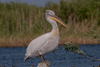 Dalmatian Pelican - Pélican frisé