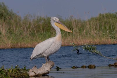Dalmatian Pelican - Pélican frisé