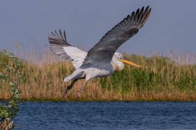 White Pelican - Pélican blanc