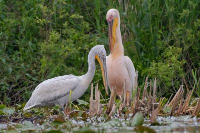 White and Dalmatian Pelican - Pélican blanc et frisé