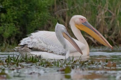 White and Dalmatian Pelican - Pélican blanc et frisé