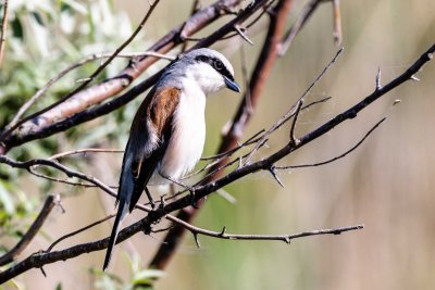 Red Backed Shrike - Pie-grièche écorcheur