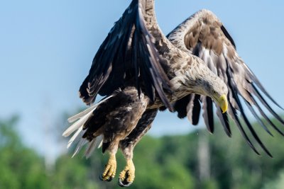 White tailed Eagle - Pygargue à queue blanche