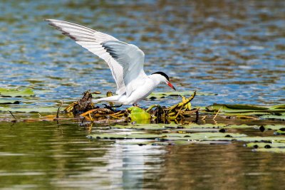 Common Tern - Sterne pierregarin