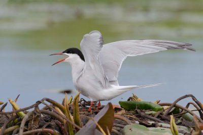 Common Tern - Sterne pierregarin.jpg