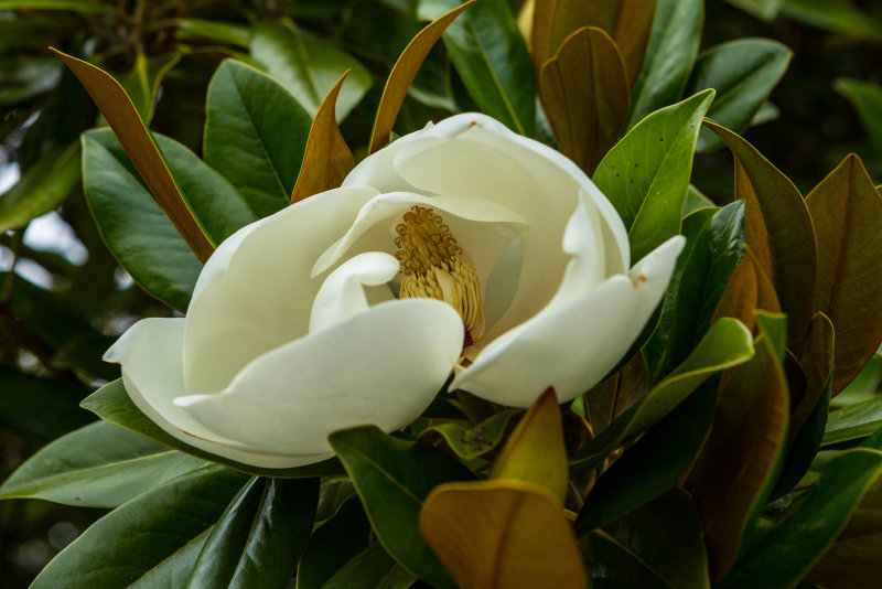 Magnolia