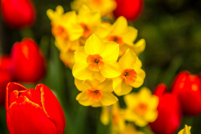 Daffodils and Tulips