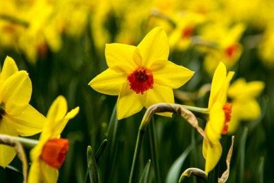 Daffodil 