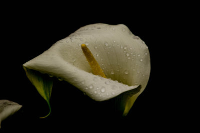 Cala Lily