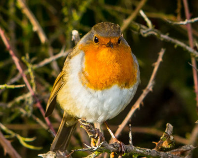 Robin