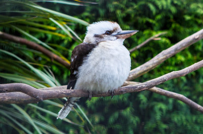 Kookaburra