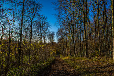 Woodland Path