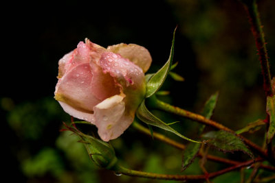 Late Flowering Rose
