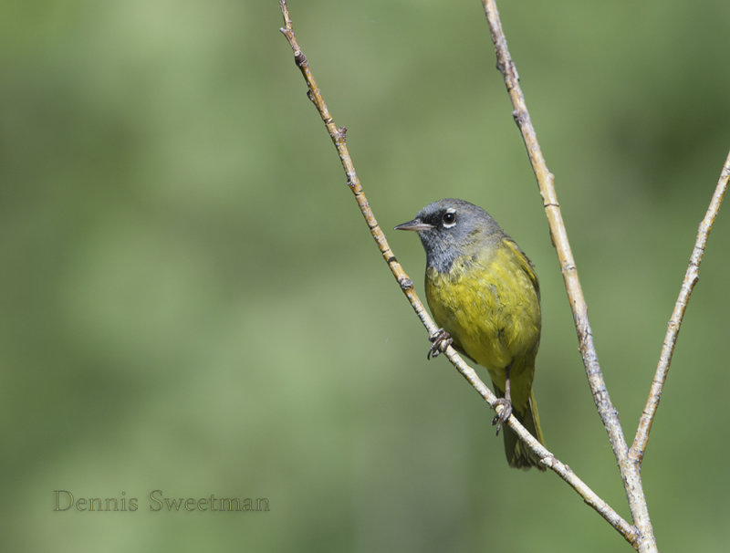 MacGillivrays Warbler