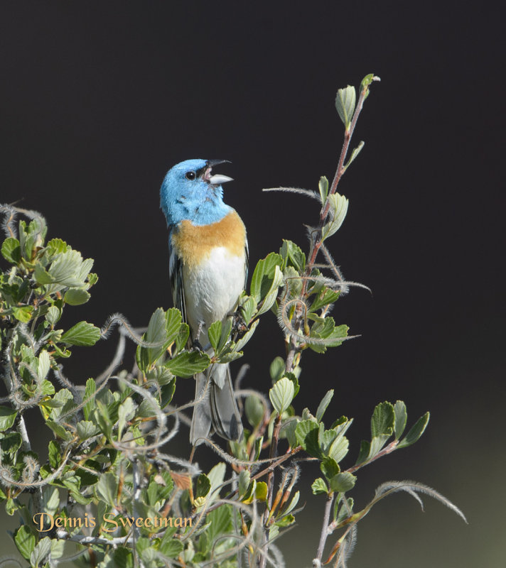 Lazuli Bunting