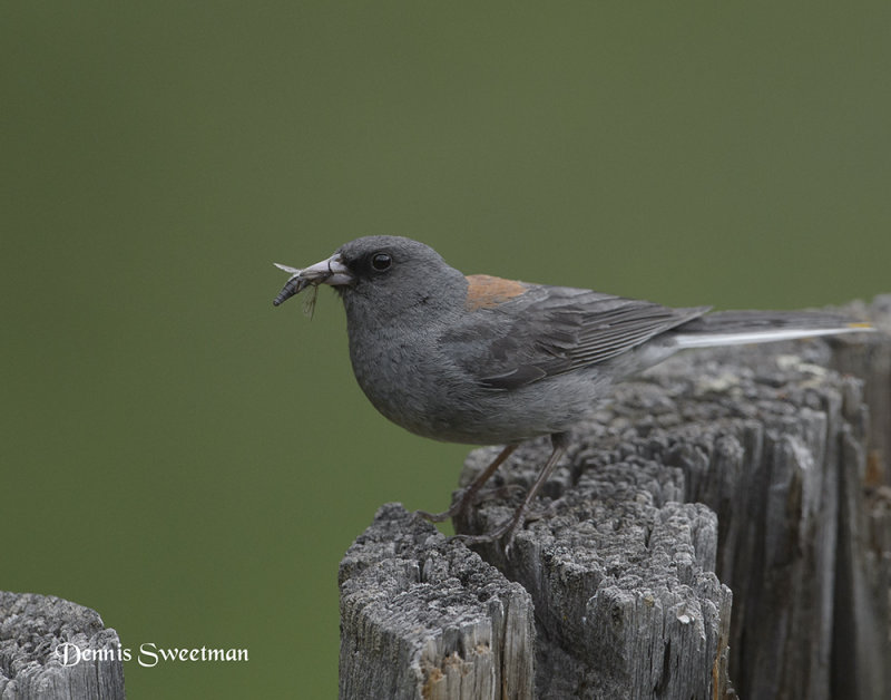 Juncos,Sparrows and Towhees