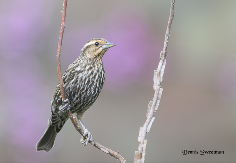 Red-winged Blackbird