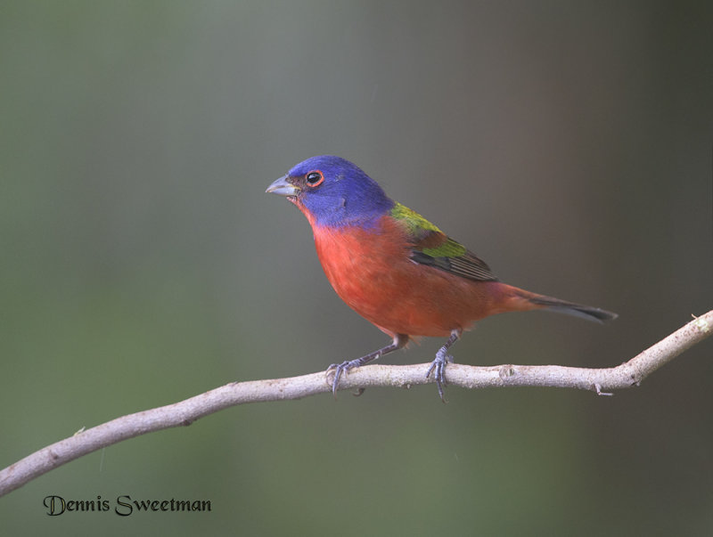 Painted Bunting