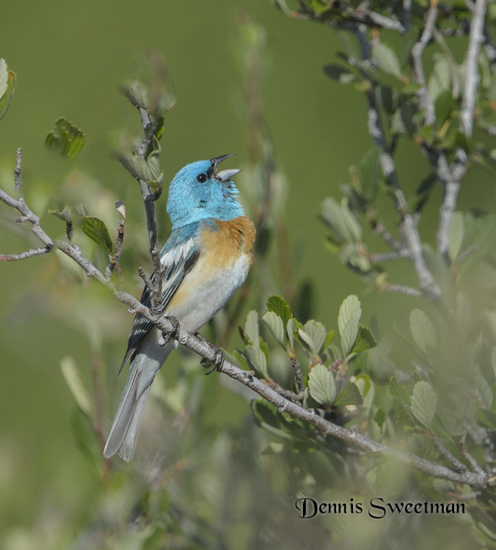 Lazuli Bunting