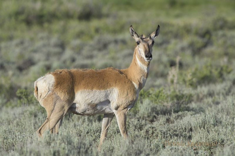 Pronghorn Antelope