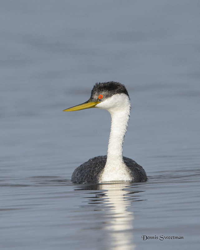 Western Grebe