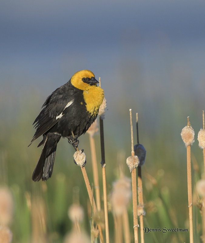 Yellow-headed Blackbird