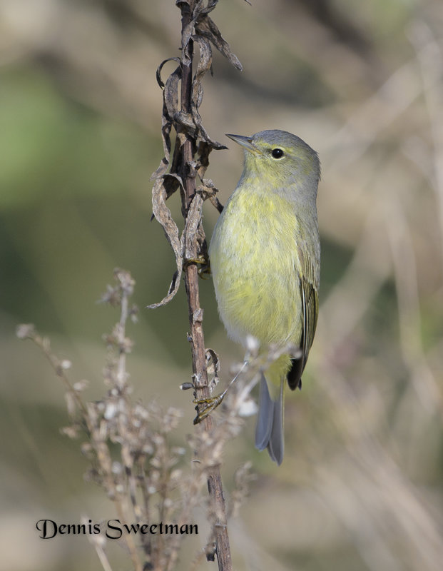 Orange-crowned Warbler