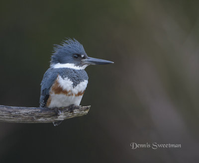 Female Belted Kingfisher