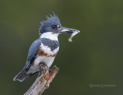 Female Belted Kingfisher with two fish