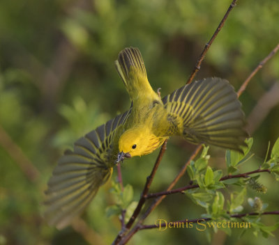Yellow Warbler with spider