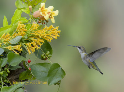 Ruby-throated Hummingbird