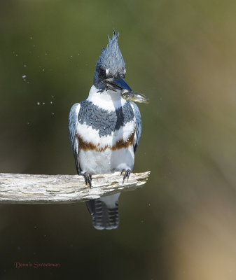 Belted Kingfisher