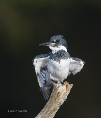 Belted Kingfisher