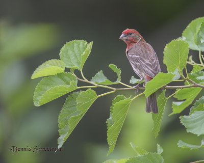 House Finch